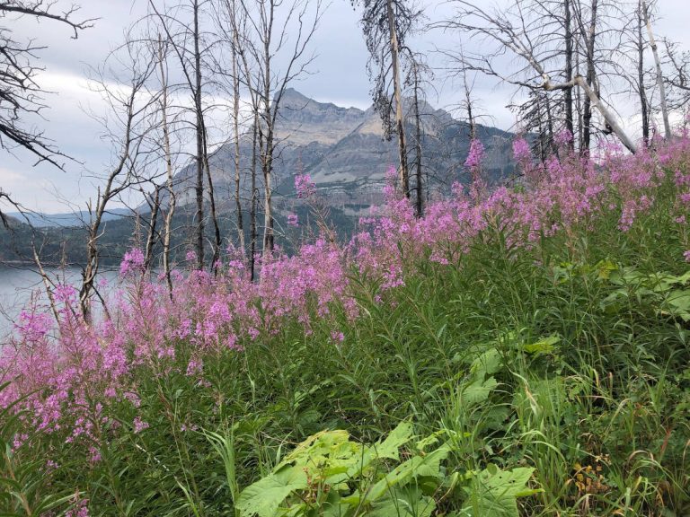 3 reasons Waterton Lakes National park is a mustsee