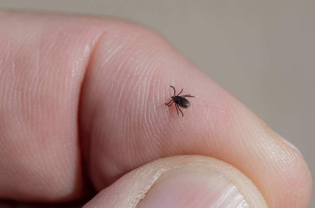 Featured image for “Tick tips: How you can protect yourself from ticks when out hiking”